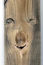 woodboard.jpg (41849 bytes)